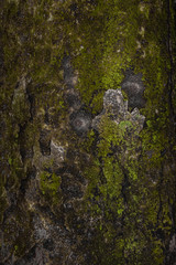 Moss on the tree