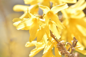 黄色い花ー2