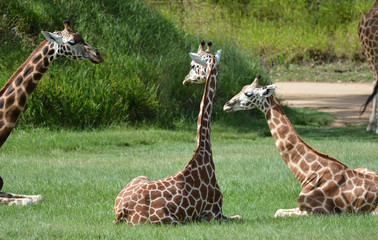 Giraffe trio