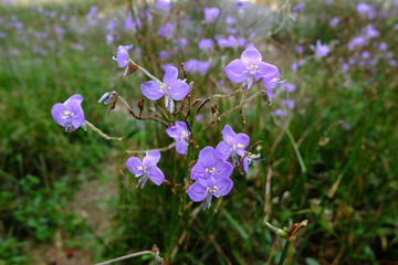 Murdannia giganteum Purple flowers macro