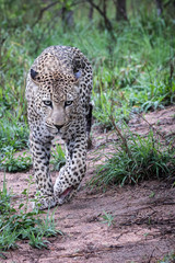 Beautiful big leopard walking