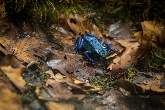 dendrobates