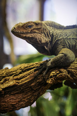 Iguane, ménagerie de jardin des plantes, paris