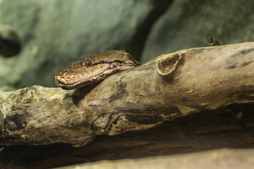Boa constrictor, ménagerie de jardin des plantes, paris