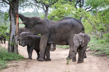Herd of elephants feeding