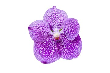 Isolated Purple Moth Orchid , Phalaenopsis Flower Blooming On White Background