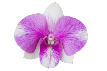Isolated Pink Moth Orchid , Phalaenopsis Flower Blooming On White Background