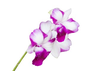 Isolated Pink Moth Orchid , Phalaenopsis Flower Blooming On White Background