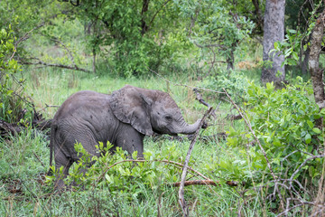 Baby elephant playing