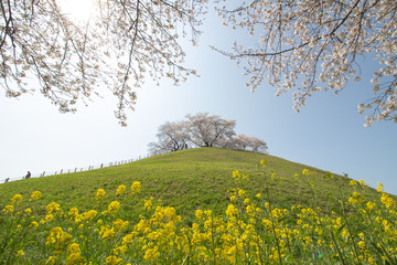 満開の桜と菜の花が美しいさきたま古墳公園