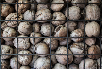 Many dried coconut spathe with partition steel grating texture. Abstract background