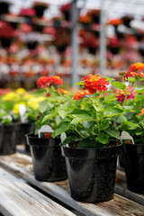 Natural flowers for sale in garden center