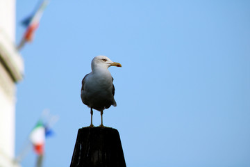 Seagull on post