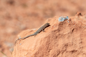 Female Common Side Blotched Lizard (Uta stansburiana) sitting on a lichen-covered sandstone rock.