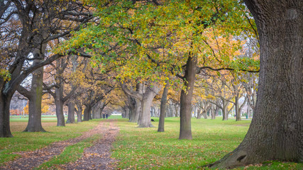 Tree tunnel with vibrant colours shot during fall in Hagley Park, Christchurch, New Zealand