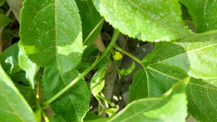 Little yellow in a great green-sea