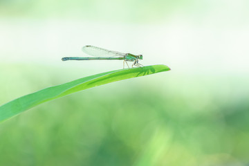 agrion libellule sur fond bleu et vert