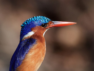 Malachite kingfisher (Corythornis cristatus)