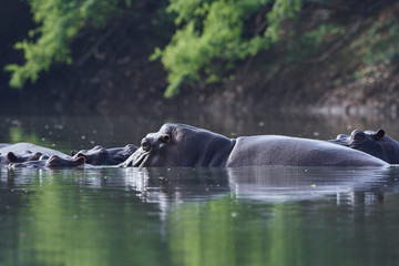 Common hippopotamus (Hippopotamus amphibius)