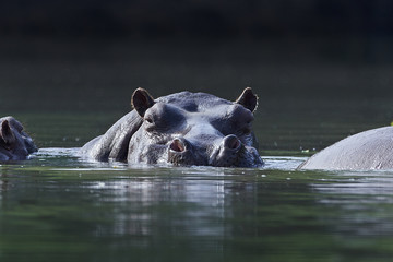 Common hippopotamus (Hippopotamus amphibius)