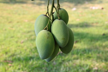 A bunch of mango from the tree and green background.