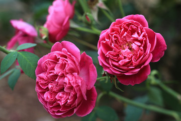 Close-up beautiful rose  in the garden with blurred background.