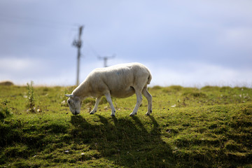 Obraz na płótnie Canvas Scotland, UK - August 11, 2018: A sheep, Scotland, Highlands, United Kingdom