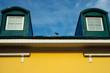 Fototapeta na wymiar crows flying over the attic