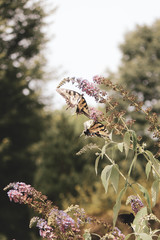 Butterflies in the wind