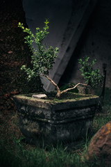 little tree