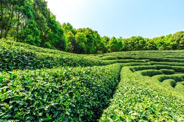 Tea plantation on sunny day,green nature landscape.