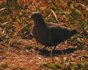 pigeon on grass