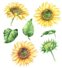 Fotobehang Zonnebloemen Aquarel bloemen illustratie met zonnebloemen en groen.