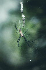 spider on web