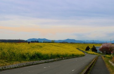 春　菜の花　道　山　風景　渡良瀬　栃木