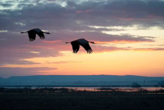 Cranes Hornborgarsj&ouml;n 2020-03-28.7