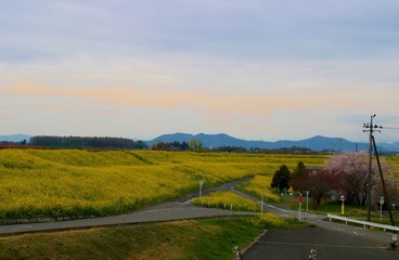 春　菜の花　道　山　風景　渡良瀬　栃木
