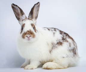 Cute gray-white rabbit with long ears sitting on a white background. Easter concept