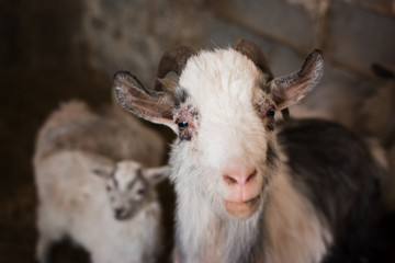 A beautiful black and white goat with big horns is looking at the camera. Animals on the farm. Cattle in the village