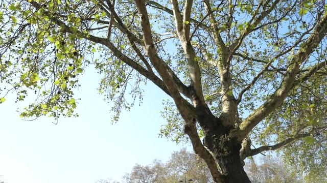 Looking up into the branches of a large tree lightly blowing in the wind on a beautiful sunny day