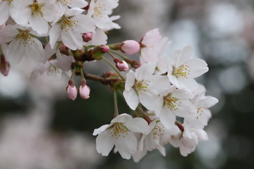ソメイヨシノ（サクラ）の花