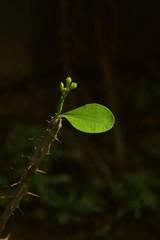 butterfly on leaf