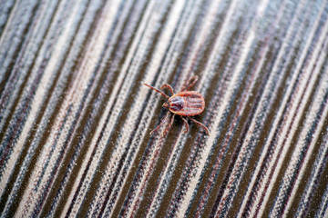 A dangerous parasite and infection carrier mite