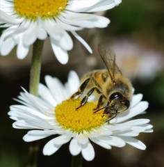 Obraz premium bee pollinating on daisy flower