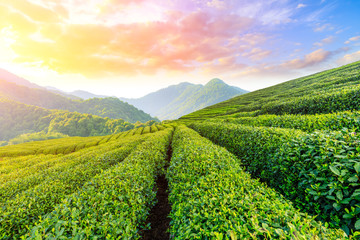 Green tea plantation at sunset time,nature background. - obrazy, fototapety, plakaty