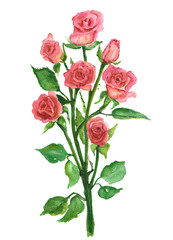 illustration-a rose Bush, a lone red rose for a postcard