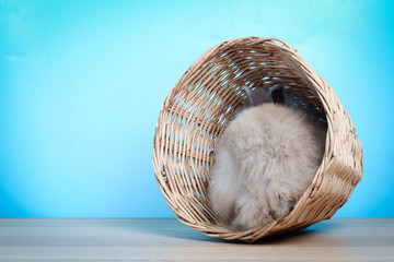 Cute little bunny turned to hide in a basket in a blue background.