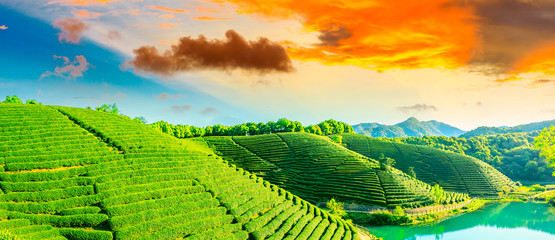 Fototapeta premium Green tea plantation at sunset time,nature background.