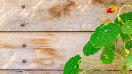 Green, round nasturtium (nasturtian) leaves and flower bud, an edible flower and leaf variety, on a wood background, for copy space, depicting growth, gardening hobby and summer season.