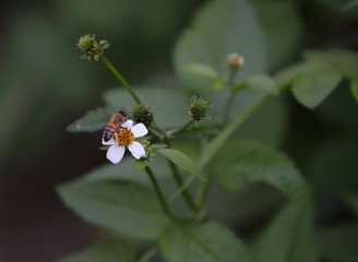 Bee hovering over an orange and white flower trying to get pollen with a nice green background